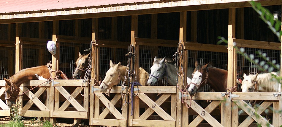 horses, lined, up, in, a, stable Smokymountaintrailrides Horses Lined Up In A