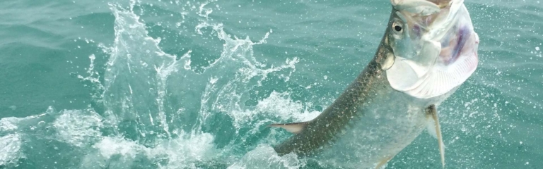 a, fish, jumping, out, of, the, water Straycatfishingcharters A Fish Jumping Out Of