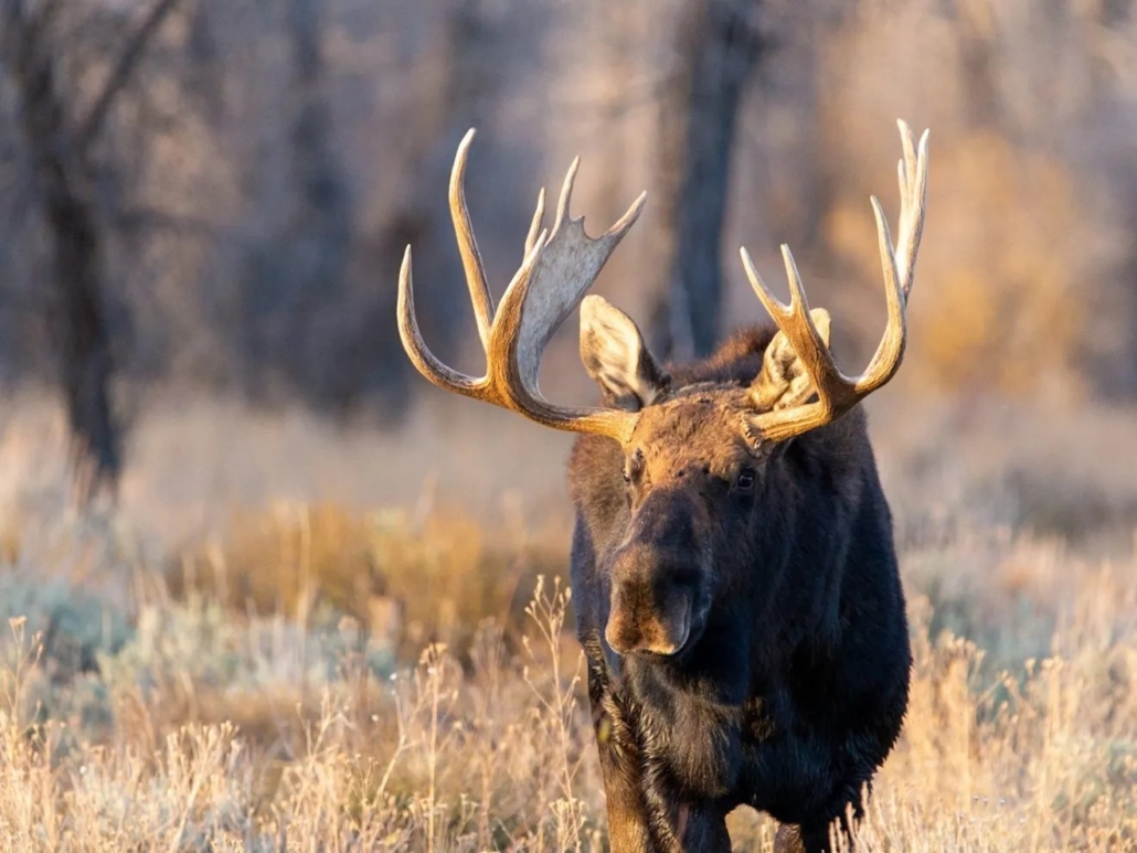 tetonwildernesstours-4040b2c8ad14eb888c3cc5833e9c4924 Tetonwildernesstours Bcadebcccec