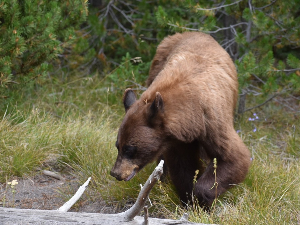 a, brown, bear, navigates, through, the, underbrush Tetonwildernesstours A Brown Bear Navigates Through