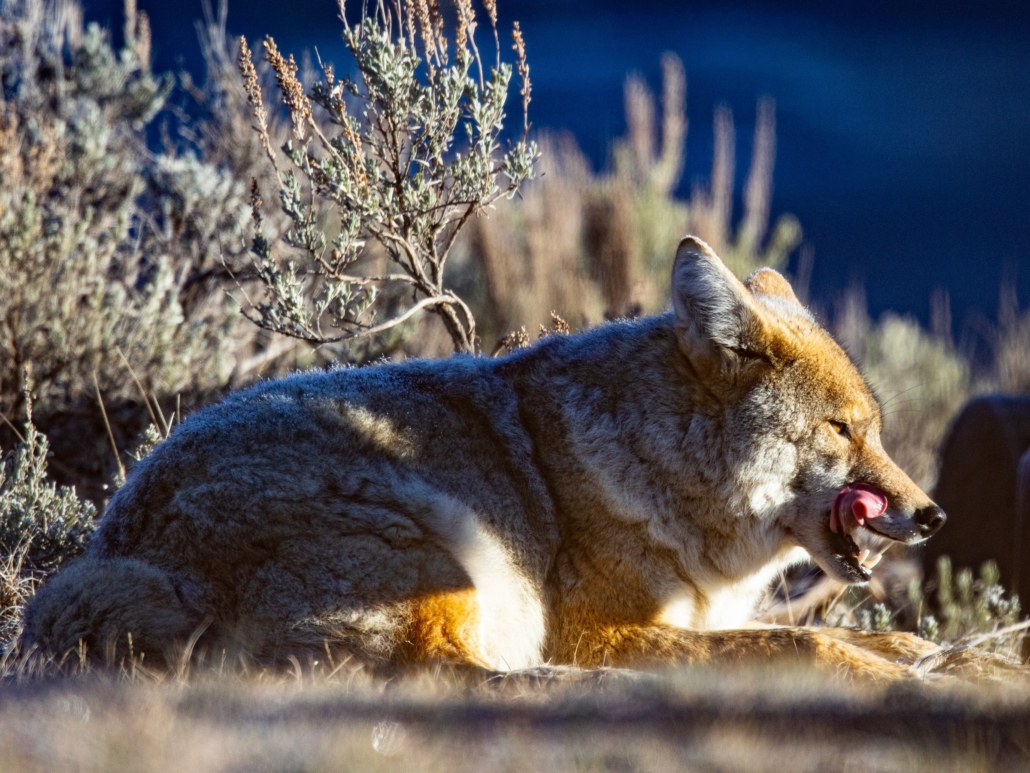 a, coyote, relaxes, quietly, in, the Tetonwildernesstours A Coyote Relaxes Quietly In