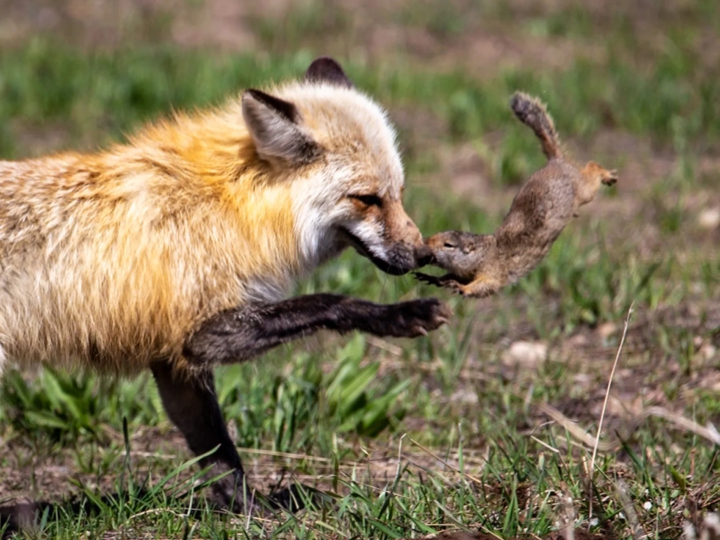 a, fox, plays, with, catch, in, its Tetonwildernesstours A Fox Plays With Catch