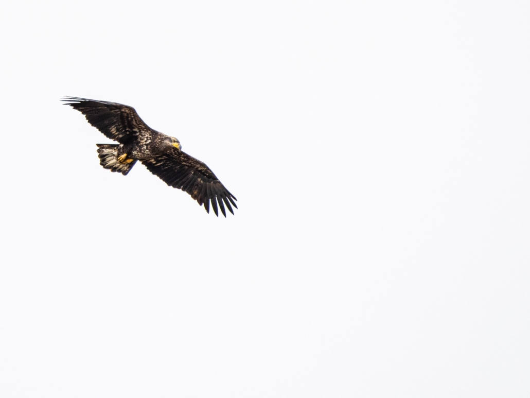 an, eagle, soaring, against, a, clear, sky Tetonwildernesstours An Eagle Soaring Against A