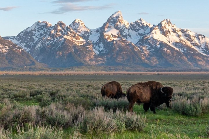 bison, grazing, with, majestic, peaks, in, the, background Tetonwildernesstours Bison Grazing With Majestic Peaks