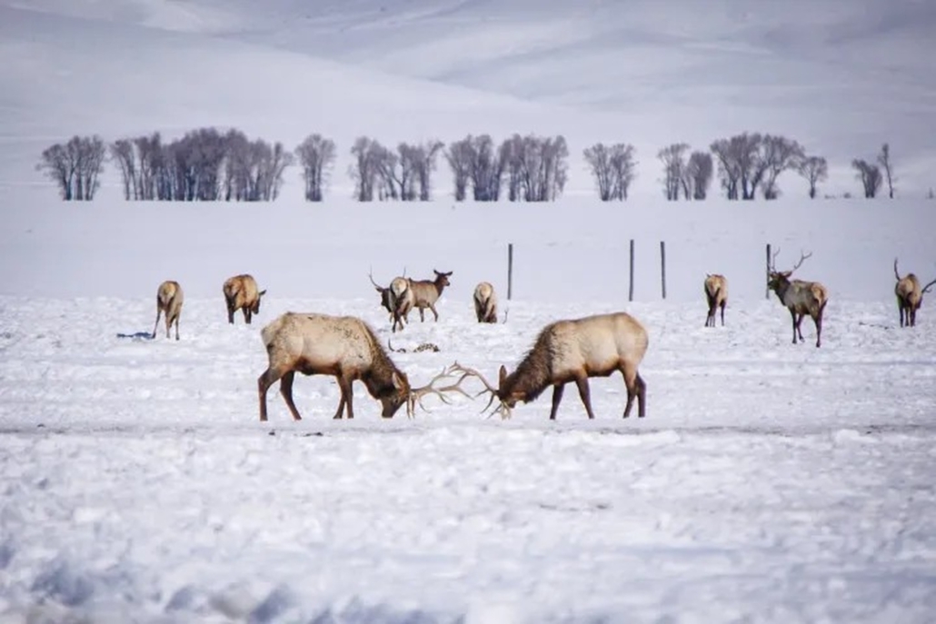 tetonwildernesstours-elk-sparring-in-a-snowy_upscaled Tetonwildernesstours Elk Sparring In A Snowy Upscaled