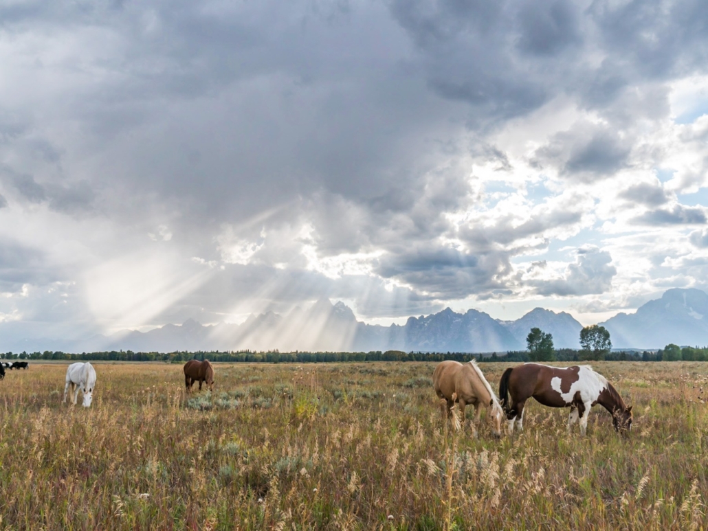 horses, peacefully, graze, in, a, sunlit, pasture Tetonwildernesstours Horses Peacefully Graze In A