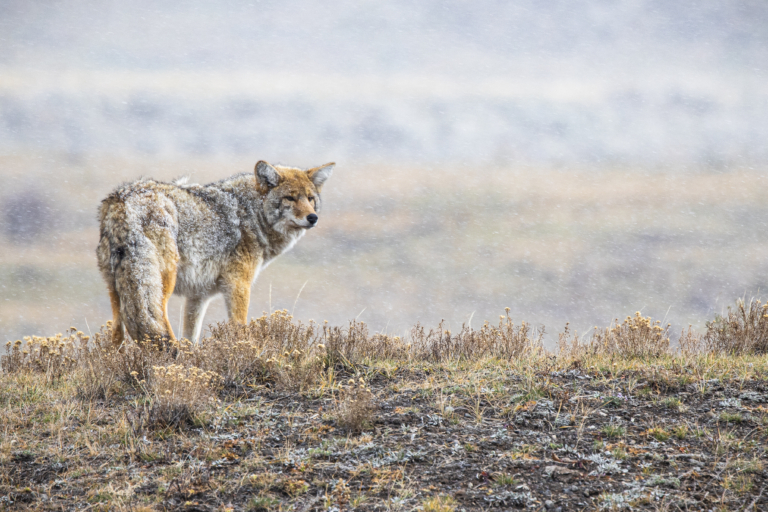 Public Half Day Grand Teton Tour — Grand Teton Tetonwildernesstours Coyote Snowy Field Grand Teton Scaled