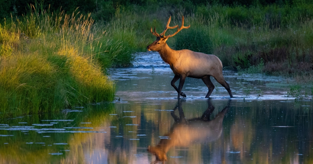 Public Half Day Grand Teton Tour — Grand Teton Tetonwildernesstours Elk Wading Reflection Grass