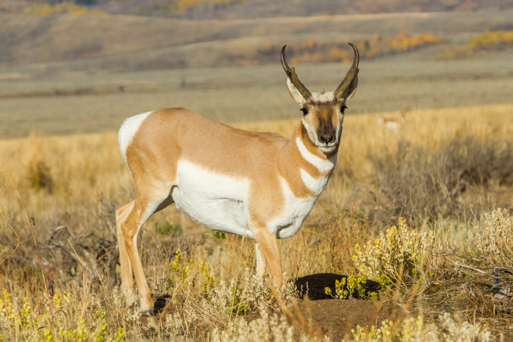 Public Half Day Grand Teton Tour — Grand Teton Tetonwildernesstours Pronghorn Antelope Grassland