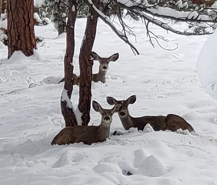 fawns, resting, in, the, snow Tourestespark Fawns Resting In The Snow