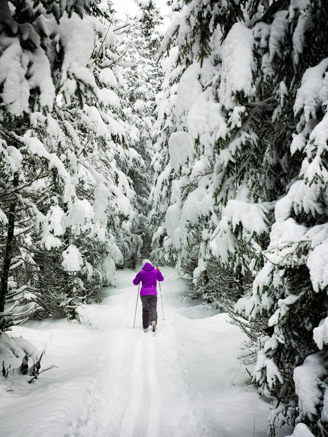 tourglacier_cross-country-skier-snowy-forest Tourglacier Cross Country Skier Snowy Forest