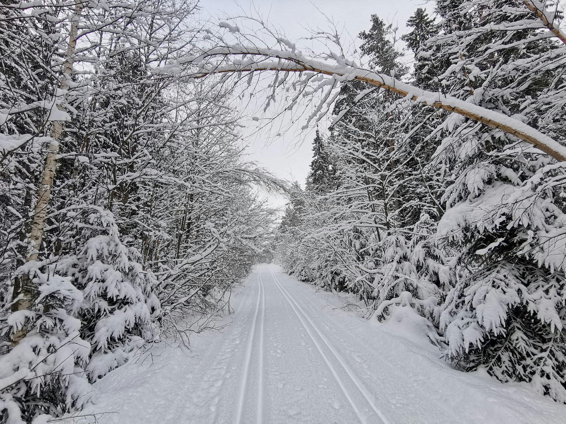tourglacier_snowy-trail-surrounded-by-trees Tourglacier Snowy Trail Surrounded By Trees