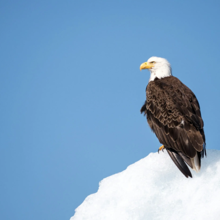 Toursincolor Bald Eagle Snow Ice
