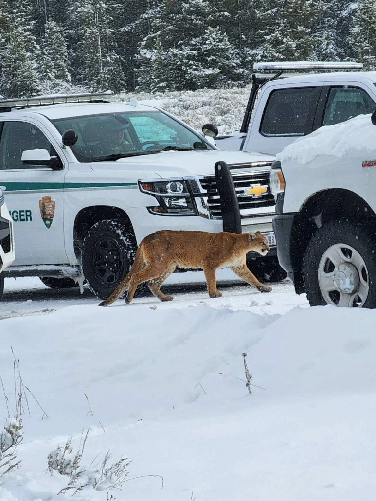 toursincolor_cougar-walking-snowy-parking-area Toursincolor Cougar Walking Snowy Parking Area