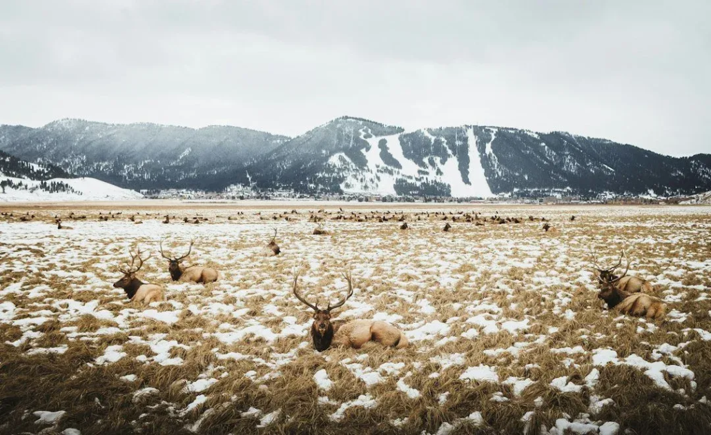 toursincolor_elk-snowy-field-grand-teton Toursincolor Elk Snowy Field Grand Teton