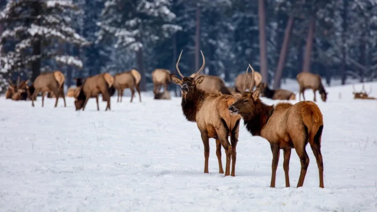toursincolor_elk-snowy-field-grand-teton-2 Toursincolor Elk Snowy Field Grand Teton