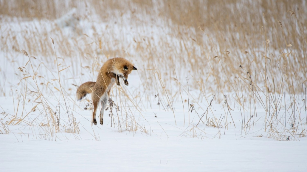 Grand Teton: Private Winter Tour — Grand Teton Toursincolor Fox Jumping Snowy Field