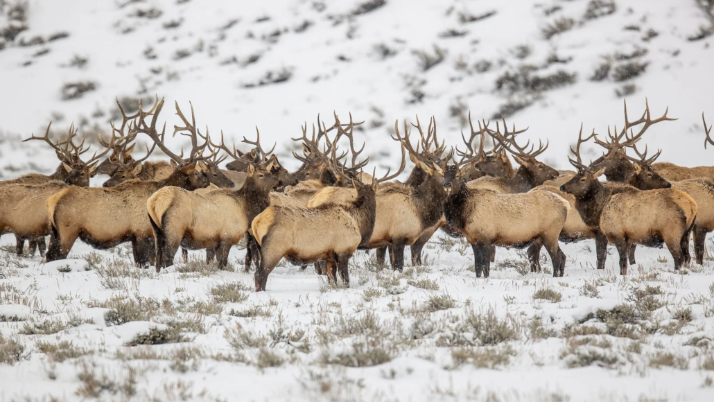 toursincolor_herd-elk-snowy-landscape Toursincolor Herd Elk Snowy Landscape