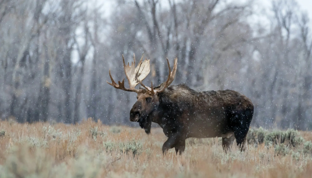 toursincolor_moose-snowy-winter-grand-teton Toursincolor Moose Snowy Winter Grand Teton