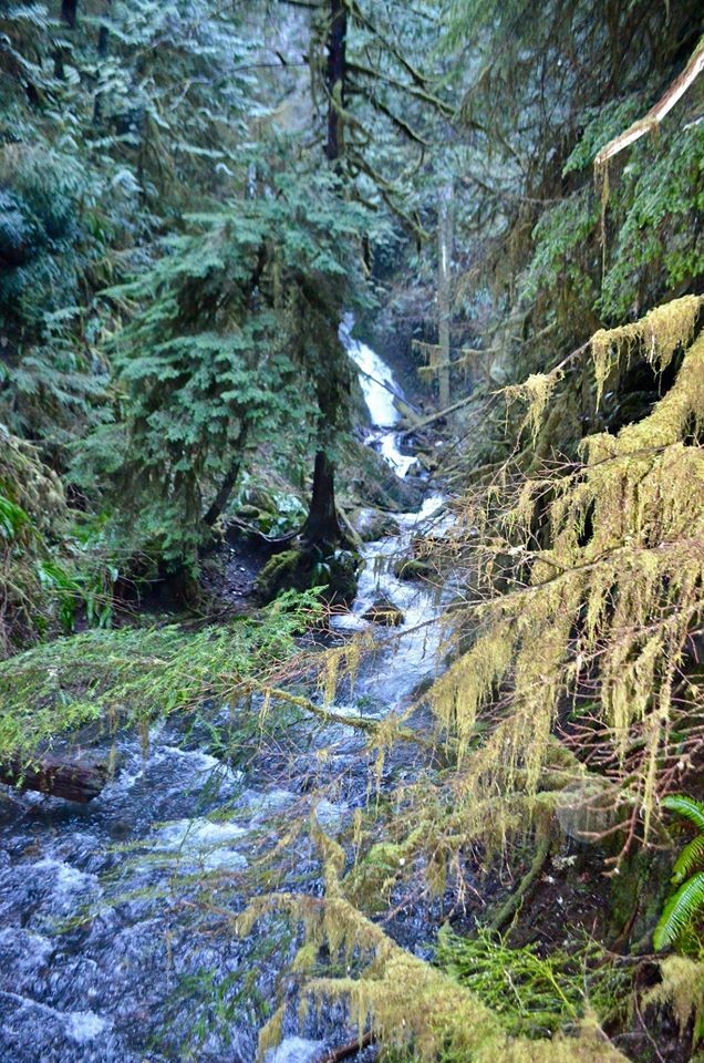 a, forest, stream, surrounded, by, lush Toursofseattle A Forest Stream Surrounded By