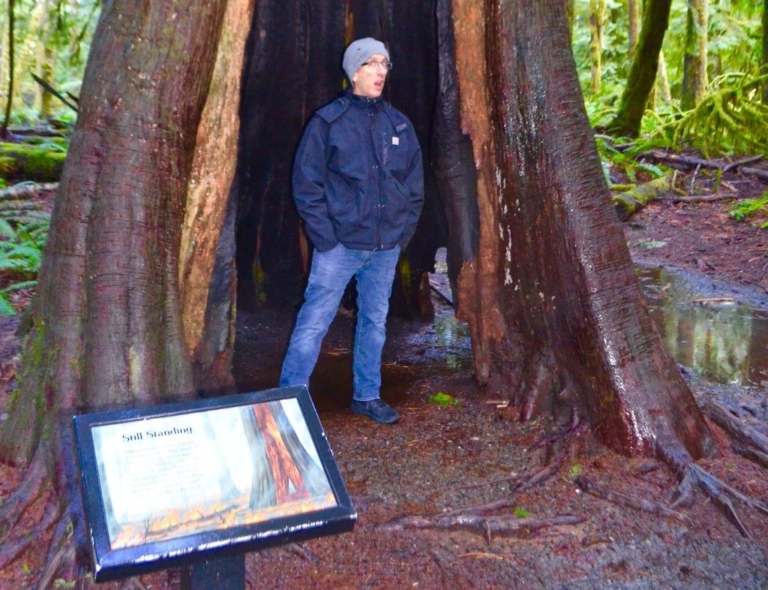 a, person, standing, inside, hollow, tree Toursofseattle A Person Standing Inside Hollow