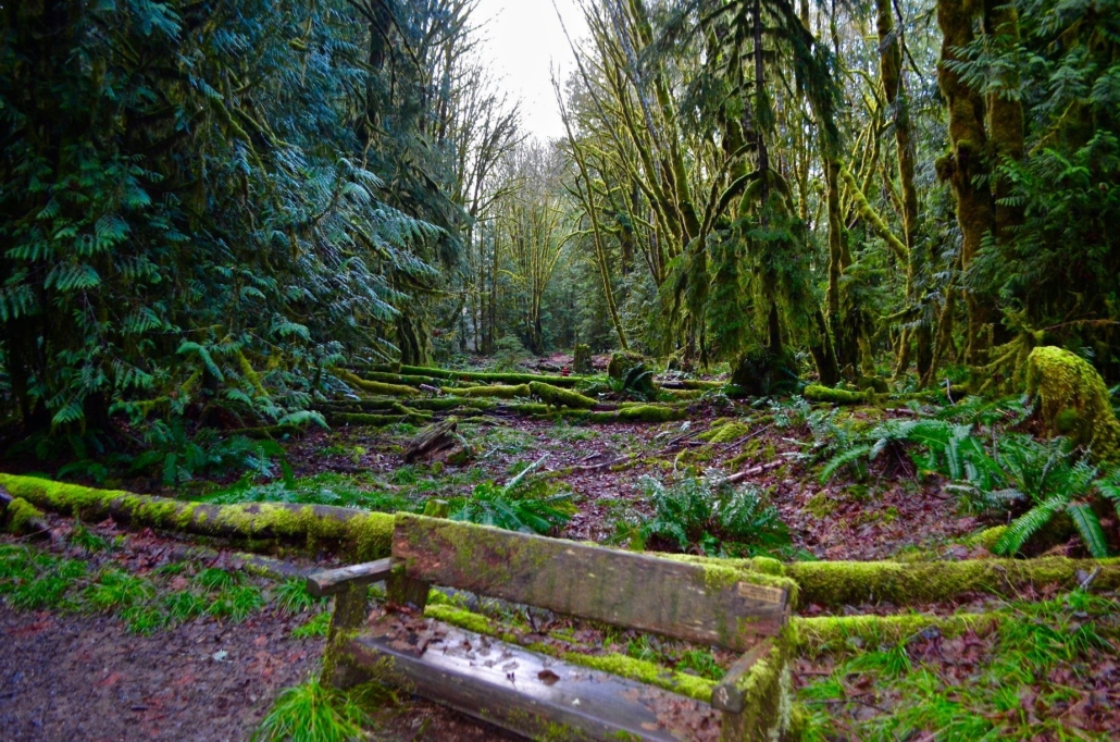 a, tranquil, forest, path, with Toursofseattle A Tranquil Forest Path With