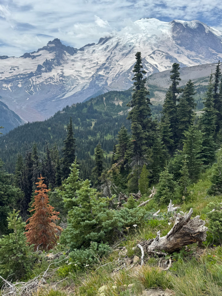 Toursofseattle Mount Rainier Snowy Peak Forest