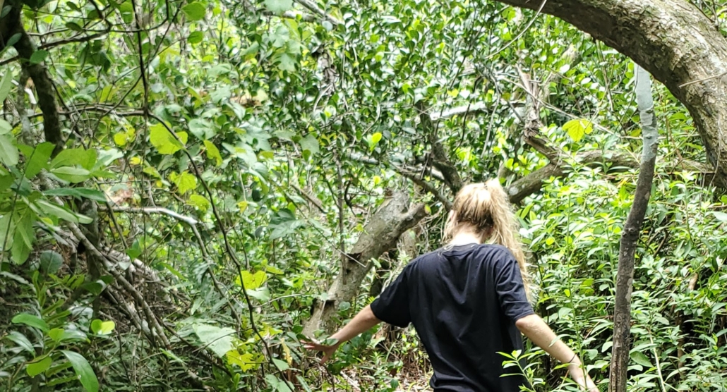 exploring, the, wetlands, from, a Wildlimeadventures Exploring The Wetlands From A