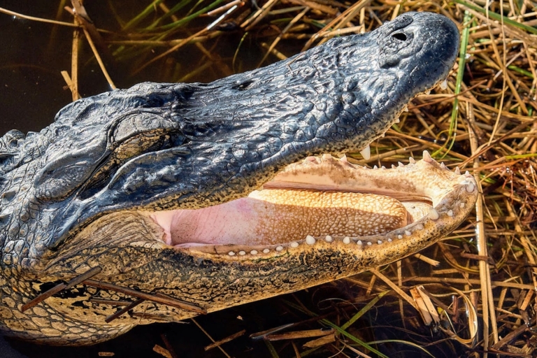 Wildlimeadventures Alligator Open Mouth Grass