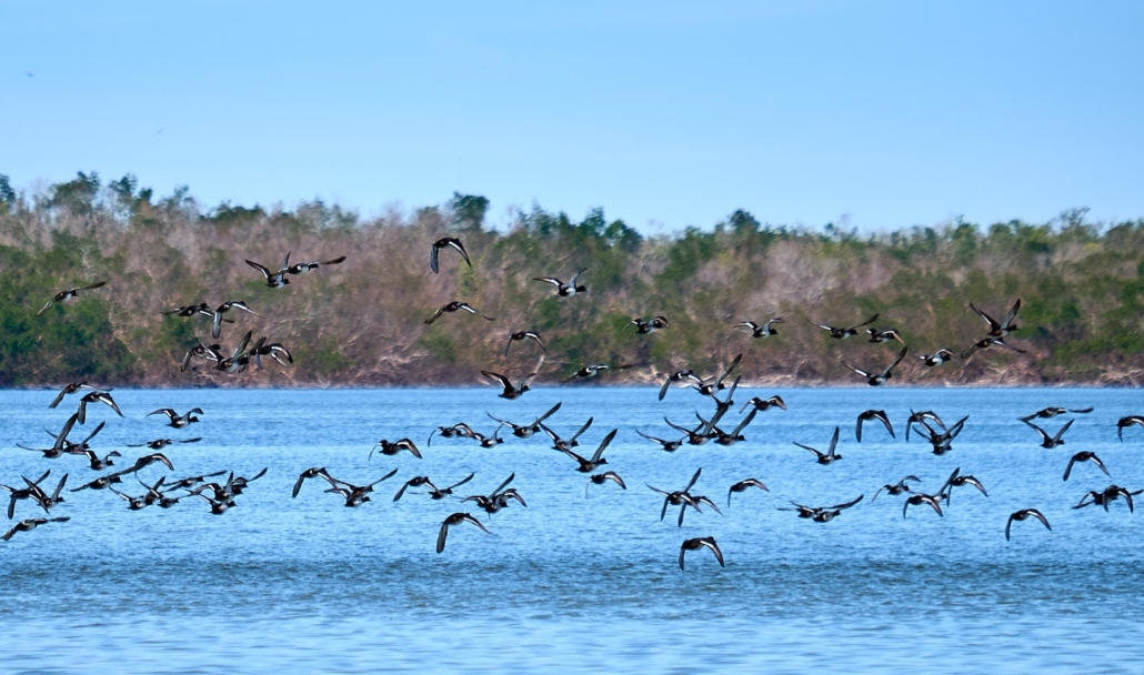 Wild Lime Adventures™ Full Day Tour: Wet Hike & Everglades Adventure Led by an Experienced Naturalist — Everglades Wildlimeadventures Flock Of Birds Over Everglades Water