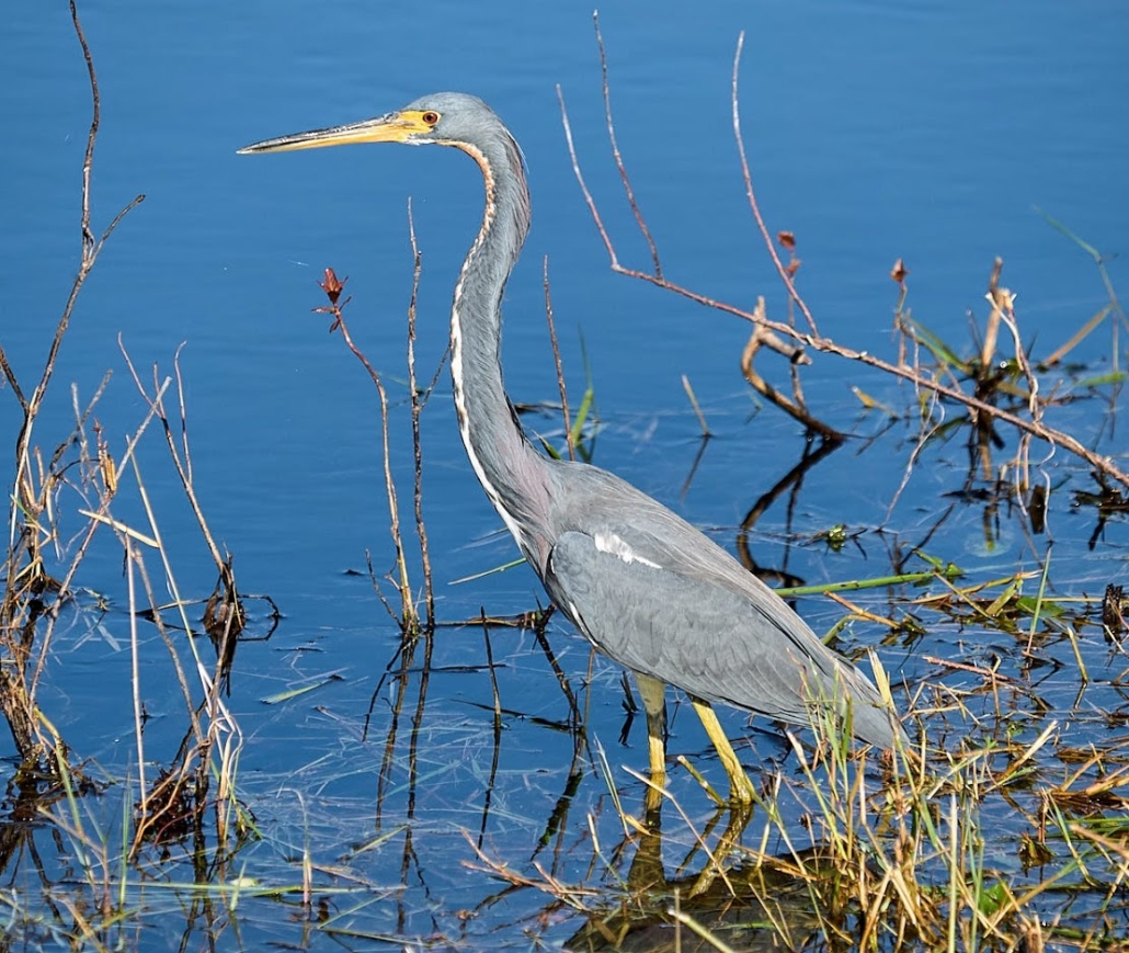 Wild Lime Adventures™ Full Day Tour: Wet Hike & Everglades Adventure Led by an Experienced Naturalist — Everglades Wildlimeadventures Heron Wading Everglades Waters