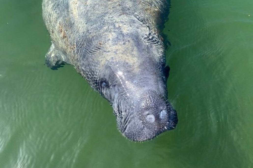 Full Day Southern Everglades with 90 Minute Boat Trip (Tour 7) — Everglades Wildlimeadventures Manatee Surface Everglades