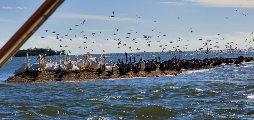 Full Day Southern Everglades with 90 Minute Boat Trip (Tour 7) — Everglades Wildlimeadventures Pelicans Cormorants Sandbar Everglades