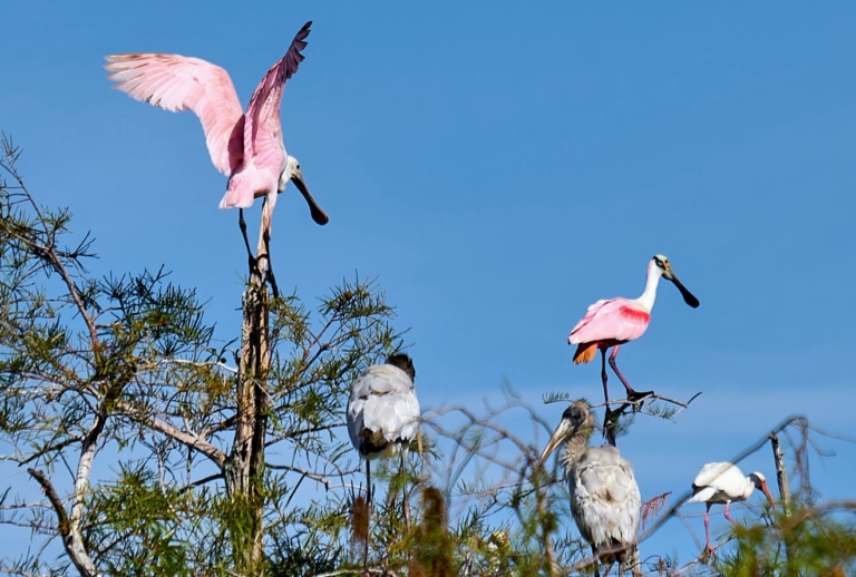 Wildlimeadventures Roseate Spoonbills Trees Everglades