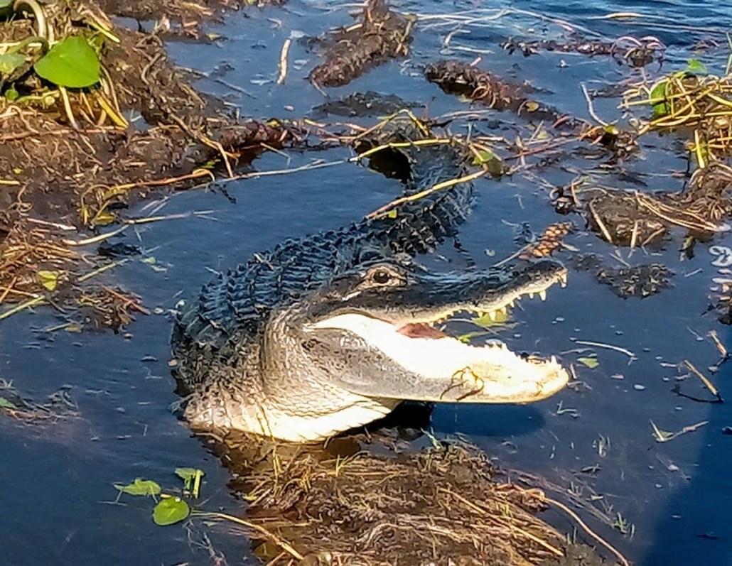 Wild Lime Adventures™ Full Day Tour: Wet Hike & Everglades Adventure Led by an Experienced Naturalist — Everglades Wildlimeadventures Tourphoto Everglades Hiking Florida