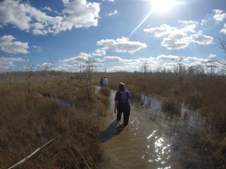 Wild Lime Adventures™ Full Day Tour: Wet Hike & Everglades Adventure Led by an Experienced Naturalist — Everglades Wildlimeadventures Tourphoto Everglades Hiking Florida