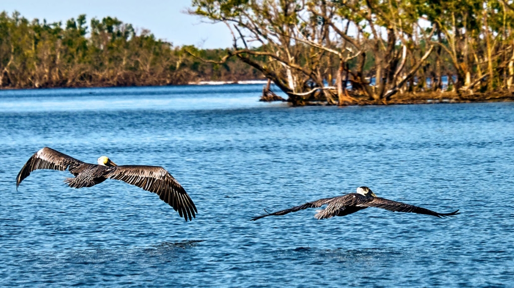 Wild Lime Adventures™ Full Day Tour: Wet Hike & Everglades Adventure Led by an Experienced Naturalist — Everglades Wildlimeadventures Two Birds Flying Over Water