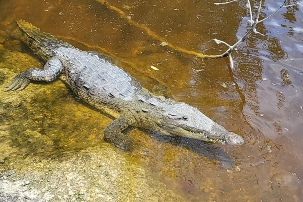 Full Day Southern Everglades with 90 Minute Boat Trip (Tour 7) — Everglades Wildlimeadventures Webp Net Resizeimage  Everglades Boat Tour Florida