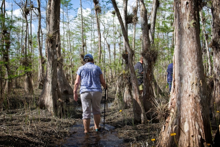 Wild Lime Adventures™ Full Day Tour: Wet Hike & Everglades Adventure Led by an Experienced Naturalist — Everglades Wildlimeadventures Wet Hike Everglades Cypress Trees
