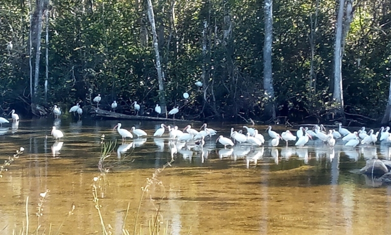 Wildlimeadventures White Birds Everglades Water