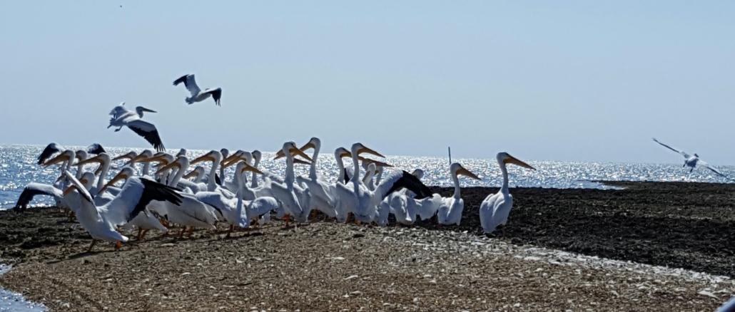 Wild Lime Adventures™ Full Day Tour: Wet Hike & Everglades Adventure Led by an Experienced Naturalist — Everglades Wildlimeadventures White Pelicans Shoreline Everglades