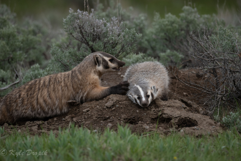 yellowstoneexposures_badgers-yellowstone-sagebrush Yellowstoneexposures Badgers Yellowstone Sagebrush