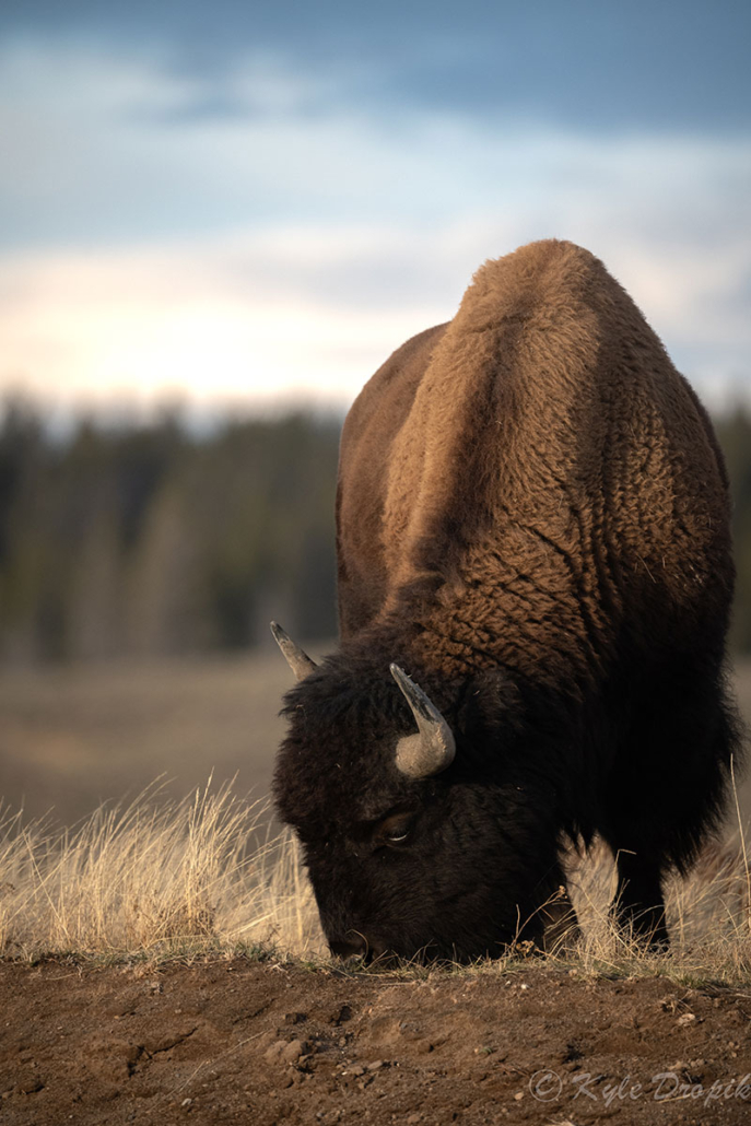 Best of Yellowstone Tour — Yellowstone Yellowstoneexposures Bison Grazing Yellowstone