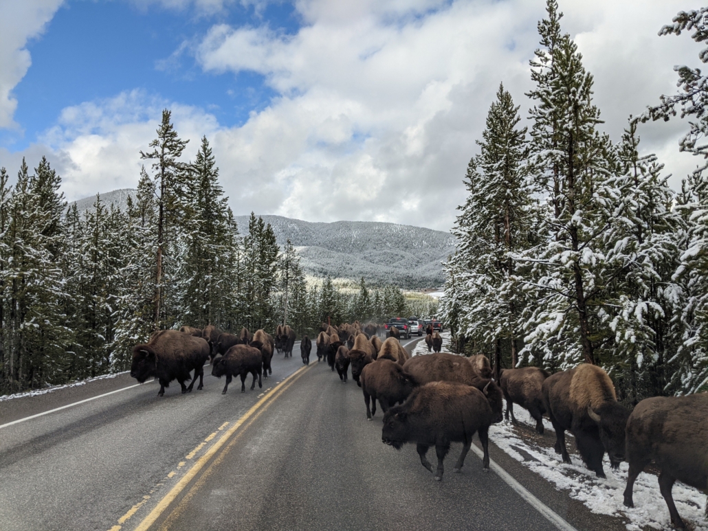 Best of Yellowstone Tour — Yellowstone Yellowstoneexposures Bison Herd Snowy Road Yellowstone