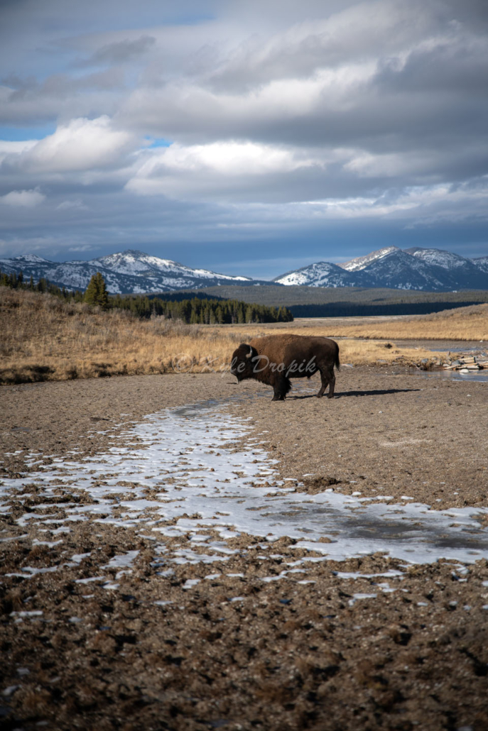 yellowstoneexposures_bison-snowy-mountains-yellowstone Yellowstoneexposures Bison Snowy Mountains Yellowstone