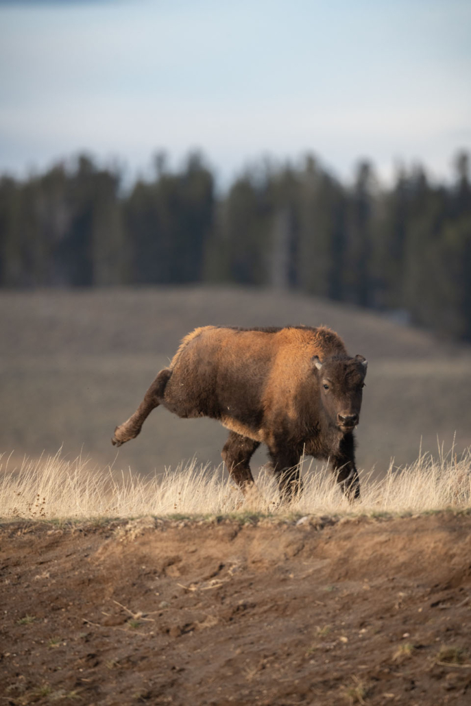 Wildlife Watching Tour — Yellowstone Yellowstoneexposures Bison Walking Yellowstone Grassland