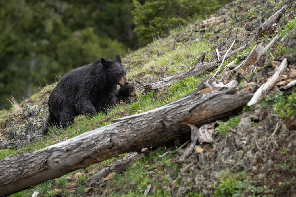 yellowstoneexposures_black-bear-cub-grassland-yellowstone Yellowstoneexposures Black Bear Cub Grassland Yellowstone