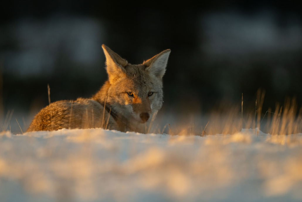 yellowstoneexposures_coyote-snow-golden-hour Yellowstoneexposures Coyote Snow Golden Hour