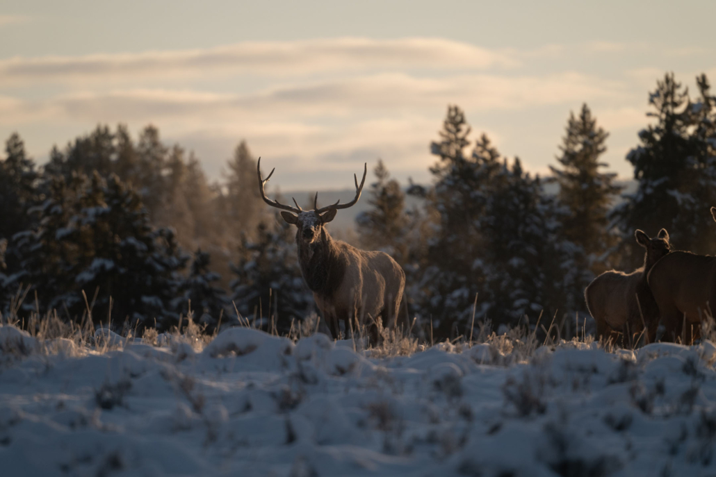 yellowstoneexposures_elk-snowy-field-yellowstone Yellowstoneexposures Elk Snowy Field Yellowstone