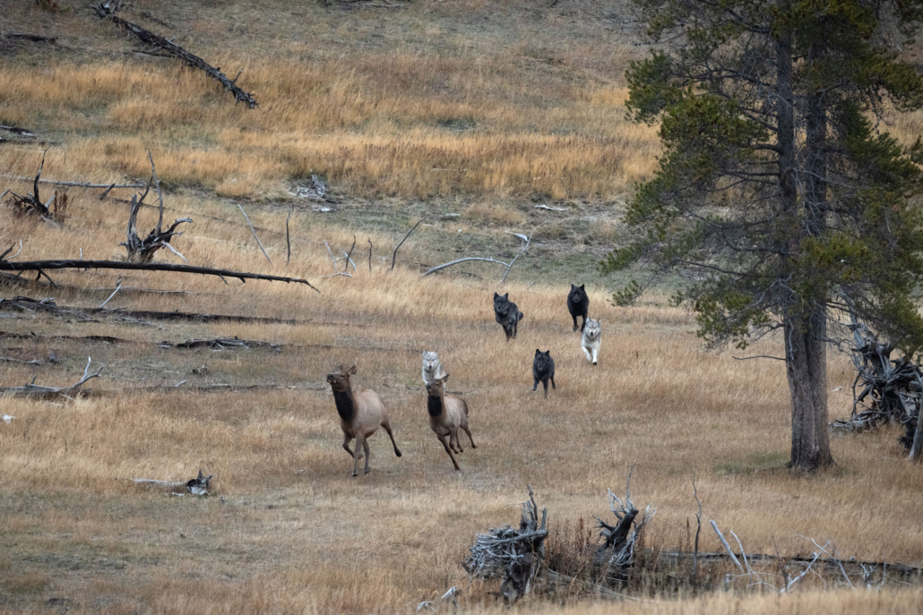 yellowstoneexposures_elk-wolves-yellowstone-grassy-field Yellowstoneexposures Elk Wolves Yellowstone Grassy Field